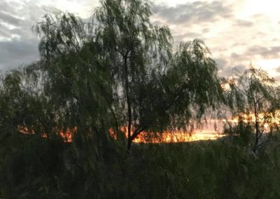Pepper Tree at Sunset